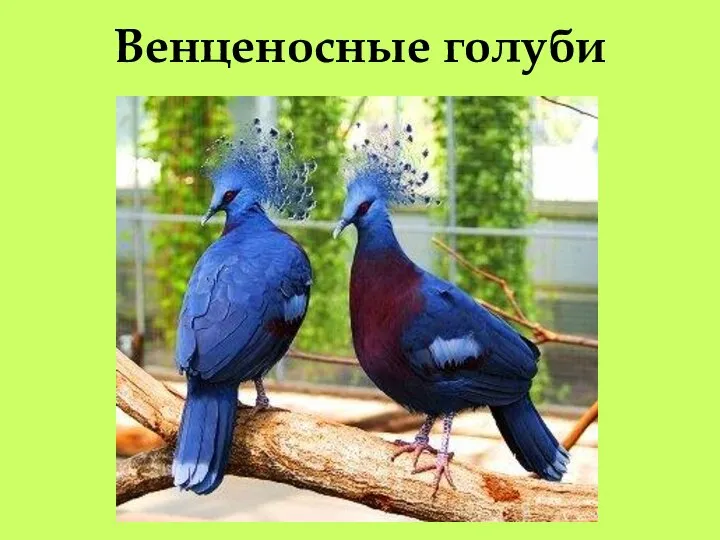 Венценосные голуби