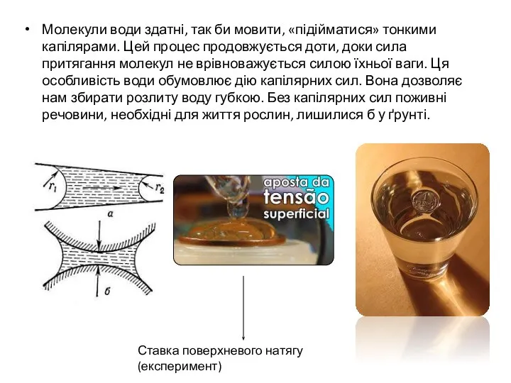 Молекули води здатні, так би мовити, «підійматися» тонкими капілярами. Цей процес