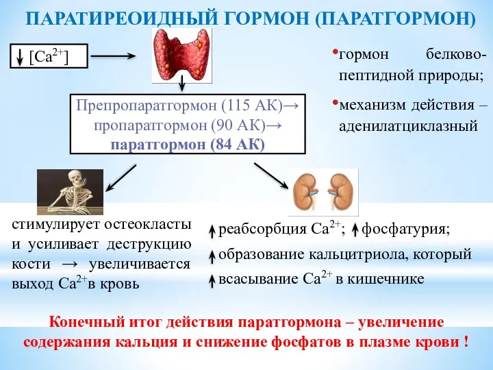 гормон белково-пептидной природы; механизм действия – аденилатциклазный Препропаратгормон (115 АК)→ пропаратгормон