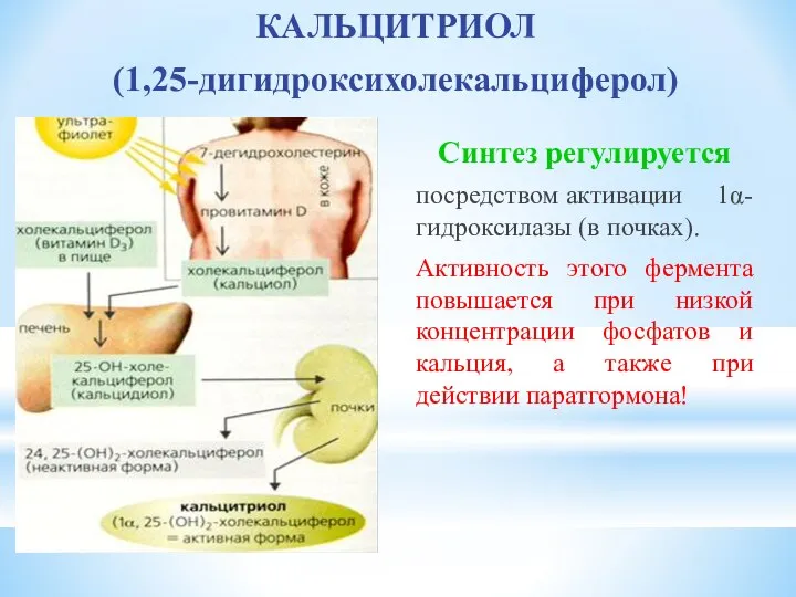 КАЛЬЦИТРИОЛ (1,25-дигидроксихолекальциферол) Синтез регулируется посредством активации 1α-гидроксилазы (в почках). Активность этого