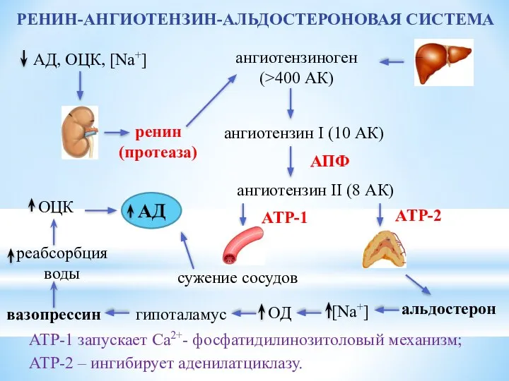 РЕНИН-АНГИОТЕНЗИН-АЛЬДОСТЕРОНОВАЯ СИСТЕМА АД, ОЦК, [Na+] ренин (протеаза) ангиотензиноген (>400 АК) ангиотензин