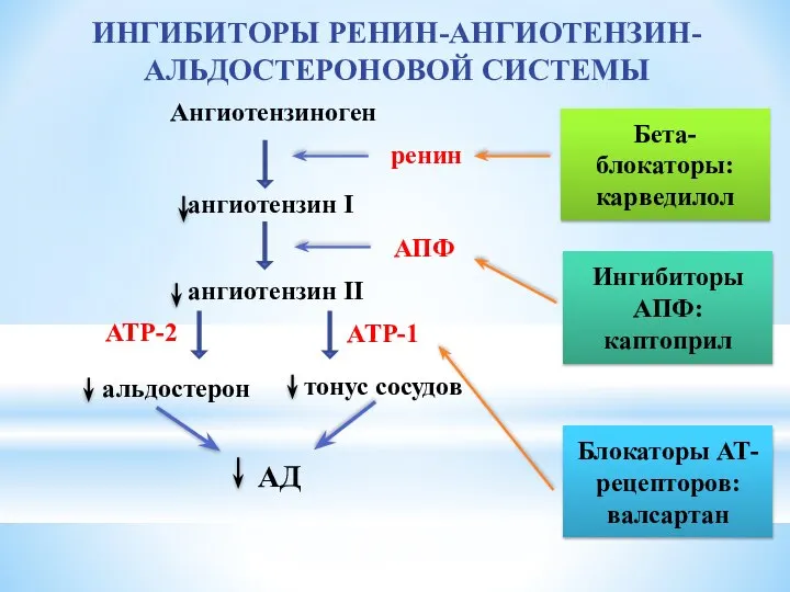 ИНГИБИТОРЫ РЕНИН-АНГИОТЕНЗИН-АЛЬДОСТЕРОНОВОЙ СИСТЕМЫ Ангиотензиноген ангиотензин I ангиотензин II ренин АТР-1 АТР-2