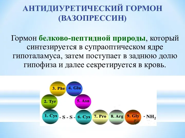 АНТИДИУРЕТИЧЕСКИЙ ГОРМОН (ВАЗОПРЕССИН) Гормон белково-пептидной природы, который синтезируется в супраоптическом ядре