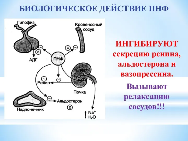 БИОЛОГИЧЕСКОЕ ДЕЙСТВИЕ ПНФ ИНГИБИРУЮТ секрецию ренина, альдостерона и вазопрессина. Вызывают релаксацию сосудов!!!