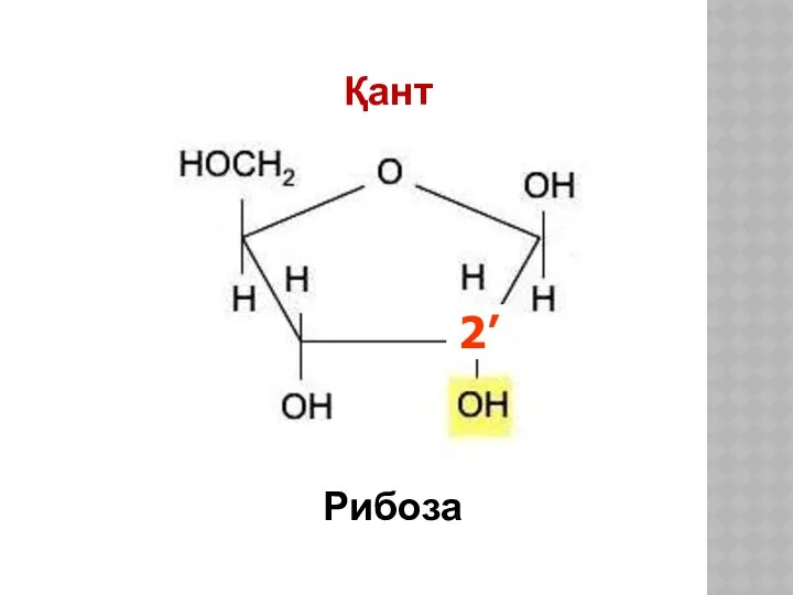 Қант Рибоза 2’