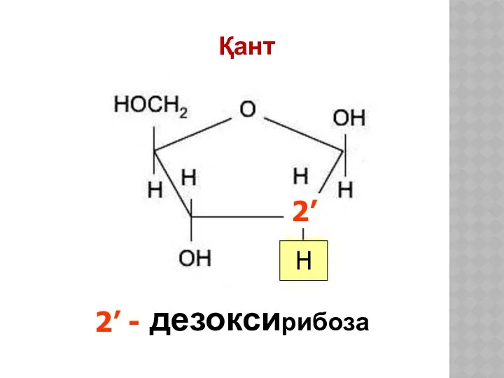 Қант дезоксирибоза 2’ H 2’ -