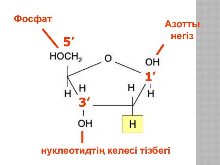 3’ H 1’ 5’ 3’