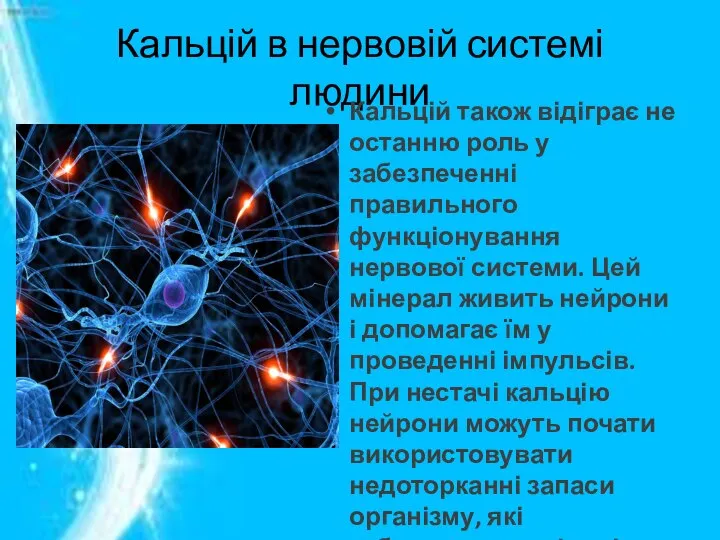 Кальцій в нервовій системі людини Кальцій також відіграє не останню роль