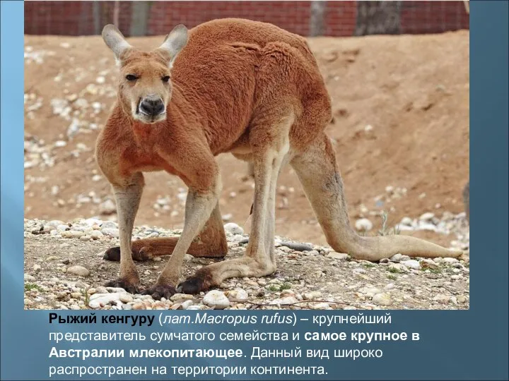 Рыжий кенгуру (лат.Macropus rufus) – крупнейший представитель сумчатого семейства и самое