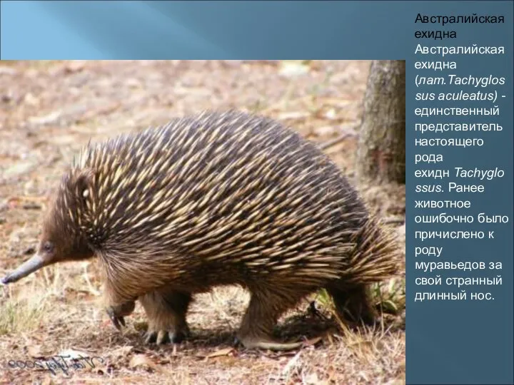 Австралийская ехидна Австралийская ехидна (лат.Tachyglossus aculeatus) - единственный представитель настоящего рода