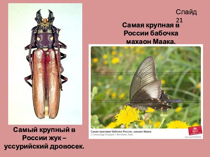 Самый крупный в России жук – уссурийский дровосек. Самая крупная в