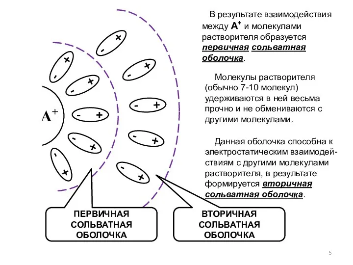 В результате взаимодействия между А+ и молекулами растворителя образуется первичная сольватная