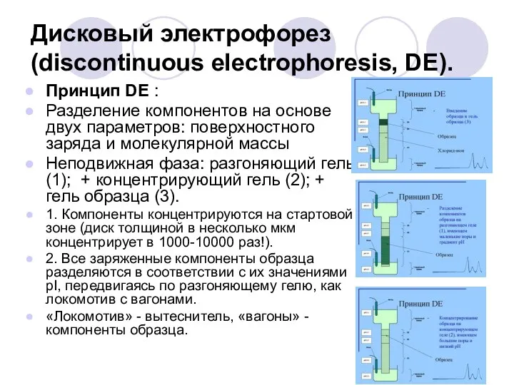 Дисковый электрофорез (discontinuous electrophoresis, DE). Принцип DE : Разделение компонентов на