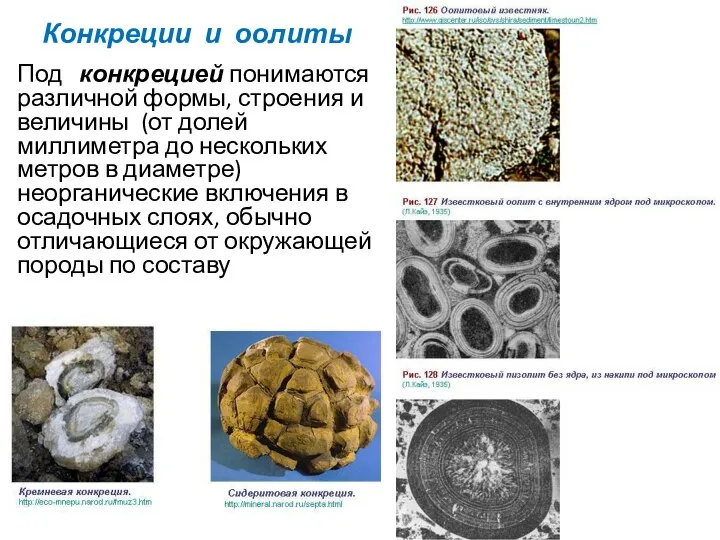 Конкреции и оолиты Под конкрецией понимаются различной формы, строения и величины