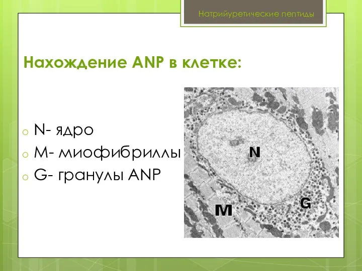 Натрийуретические пептиды Нахождение ANP в клетке: N- ядро M- миофибриллы G- гранулы ANP