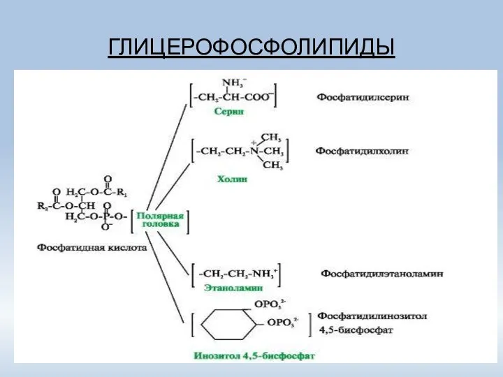 ГЛИЦЕРОФОСФОЛИПИДЫ