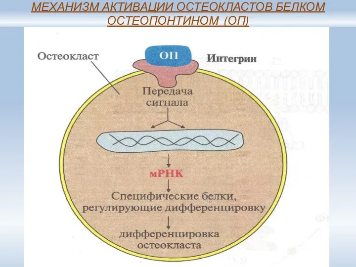 МЕХАНИЗМ АКТИВАЦИИ ОСТЕОКЛАСТОВ БЕЛКОМ ОСТЕОПОНТИНОМ (ОП)