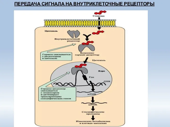 ПЕРЕДАЧА СИГНАЛА НА ВНУТРИКЛЕТОЧНЫЕ РЕЦЕПТОРЫ