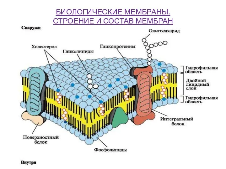 БИОЛОГИЧЕСКИЕ МЕМБРАНЫ. СТРОЕНИЕ И СОСТАВ МЕМБРАН