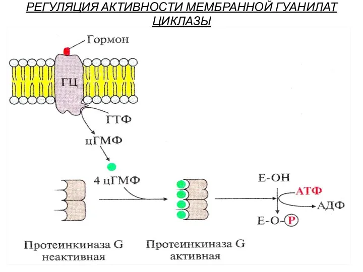 РЕГУЛЯЦИЯ АКТИВНОСТИ МЕМБРАННОЙ ГУАНИЛАТ ЦИКЛАЗЫ