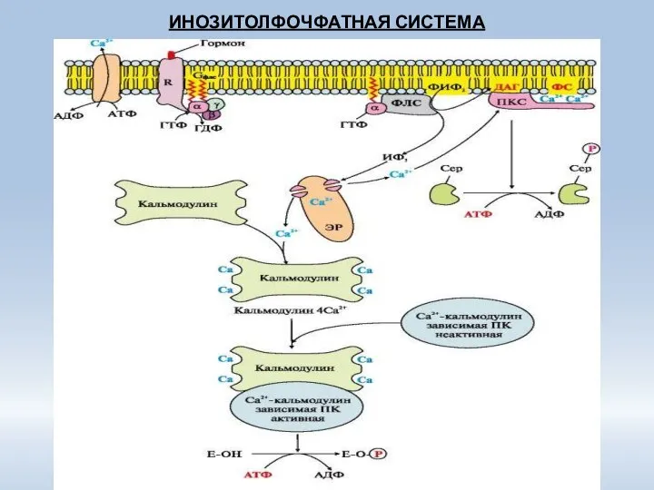 ИНОЗИТОЛФОЧФАТНАЯ СИСТЕМА