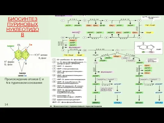 БИОСИНТЕЗ ПУРИНОВЫХ НУКЛЕОТИДОВ Происхождение атомов С и N в пуриновом основании 14