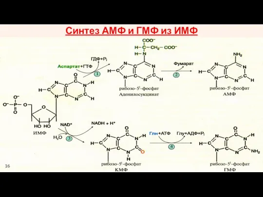 Синтез АМФ и ГМФ из ИМФ 16