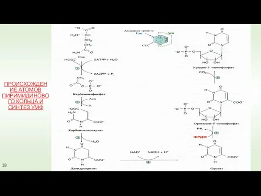 ПРОИСХОЖДЕНИЕ АТОМОВ ПИРИМИДИНОВОГО КОЛЬЦА И СИНТЕЗ УМФ 18