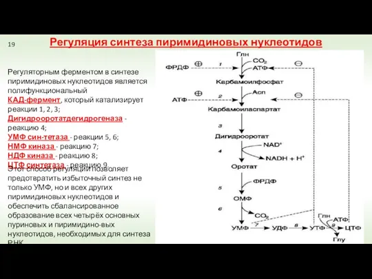 Регуляторным ферментом в синтезе пиримидиновых нуклеотидов является полифункциональный КАД-фермент, который катализирует