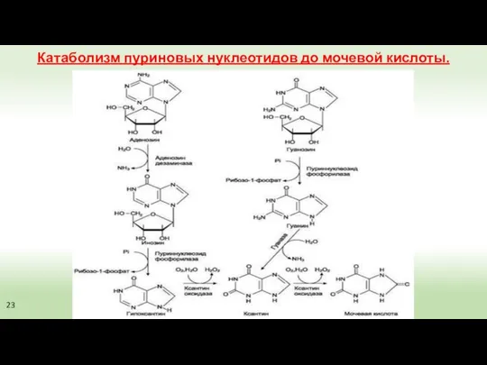 Катаболизм пуриновых нуклеотидов до мочевой кислоты. 23