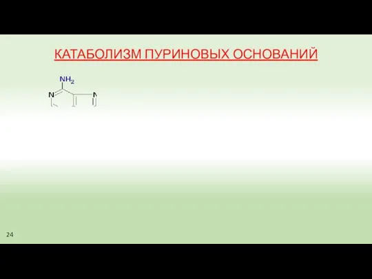 КАТАБОЛИЗМ ПУРИНОВЫХ ОСНОВАНИЙ 24