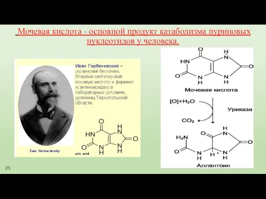 Мочевая кислота - основной продукт катаболизма пуриновых нуклеотидов у человека. 25