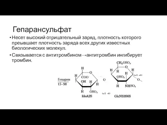 Гепарансульфат Несет высокий отрицательный заряд, плотность которого преывшает плотность заряда всех