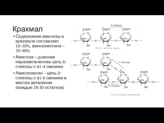 Крахмал Содержание амилозы в крахмале составляет 10–30%, амилопектина – 70–90% Амилоза