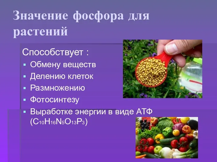 Значение фосфора для растений Способствует : Обмену веществ Делению клеток Размножению