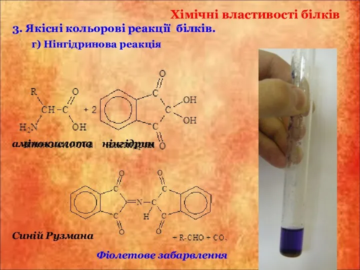 Хімічні властивості білків г) Нінгідринова реакція 3. Якісні кольорові реакції білків.