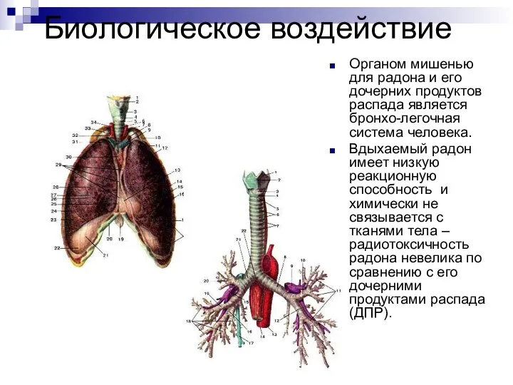 Биологическое воздействие Органом мишенью для радона и его дочерних продуктов распада