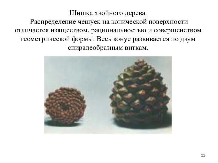 Шишка хвойного дерева. Распределение чешуек на конической поверхности отличается изяществом, рациональностью