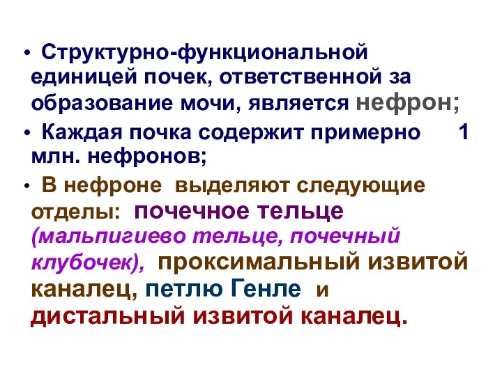 Структурно-функциональной единицей почек, ответственной за образование мочи, является нефрон; Каждая почка