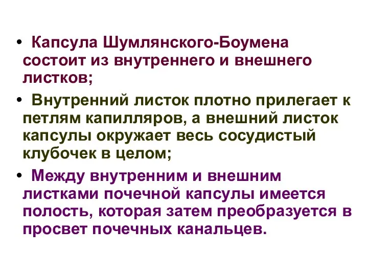 Капсула Шумлянского-Боумена состоит из внутреннего и внешнего листков; Внутренний листок плотно