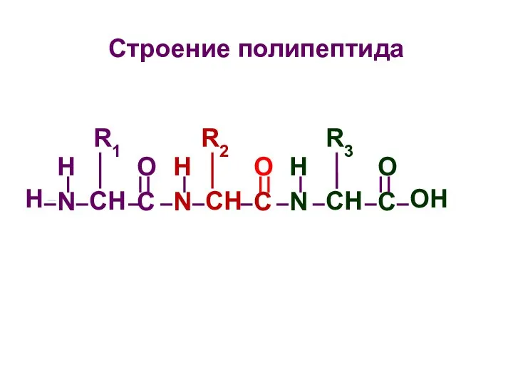 Строение полипептида H N O C O C H N O