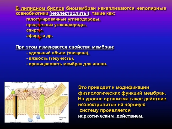 В липидном бислое биомембран накапливаются неполярные ксенобиотики (неэлектролиты), такие как: галогенированные