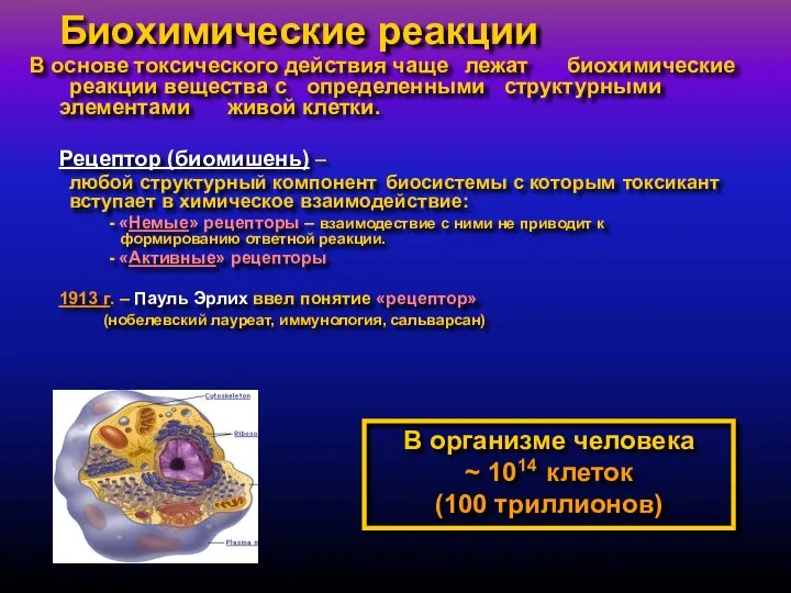 Биохимические реакции В основе токсического действия чаще лежат биохимические реакции вещества