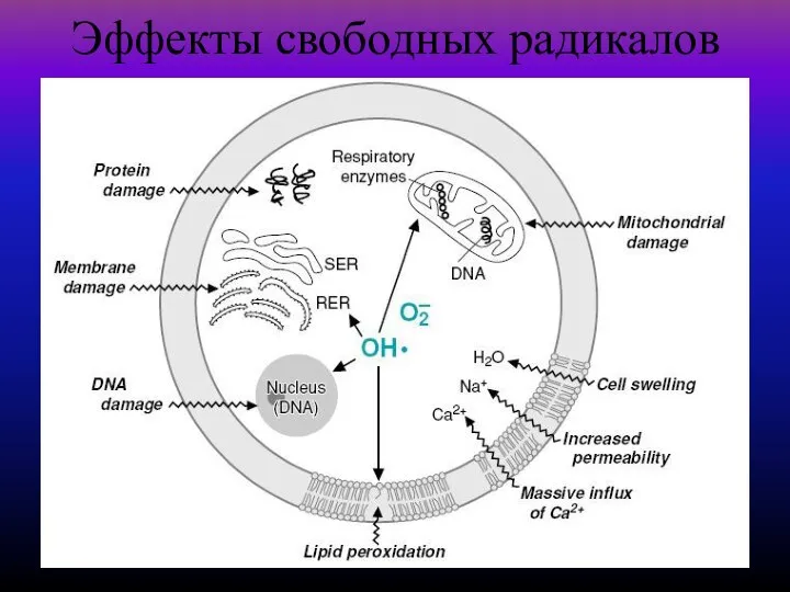 Эффекты свободных радикалов