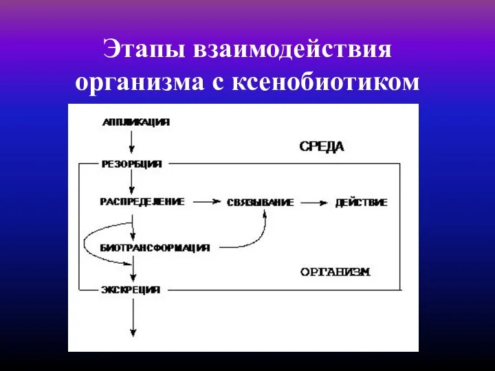 Этапы взаимодействия организма с ксенобиотиком