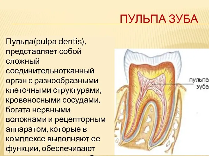 ПУЛЬПА ЗУБА Пульпа(pulpa dentis), представляет собой сложный соединительнотканный орган с разнообразными