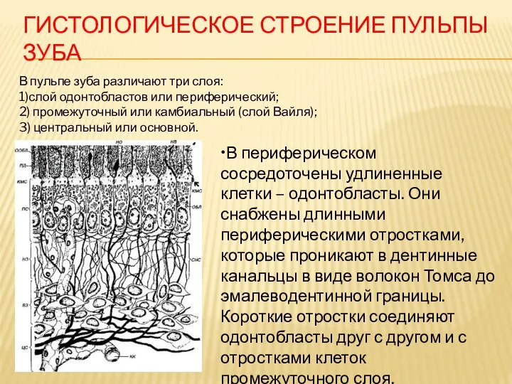 ГИСТОЛОГИЧЕСКОЕ СТРОЕНИЕ ПУЛЬПЫ ЗУБА В пульпе зуба различают три слоя: 1)слой