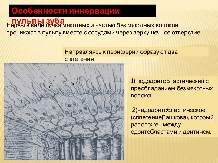 Особенности иннервации пульпы зуба Нервы в виде пучка мякотных и частью