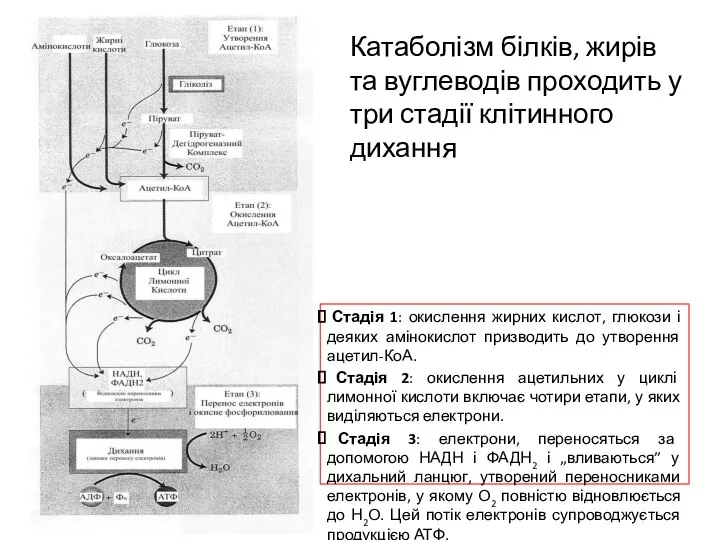 Стадія 1: окислення жирних кислот, глюкози і деяких амінокислот призводить до