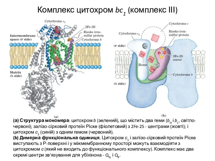 Комплекс цитохром bc1 (комплекс ІІІ) (а) Структура мономера: цитохром b (зелений),